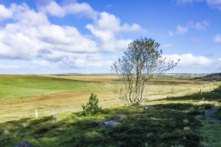 Yksinäinen puu aukeassa maisemassa.