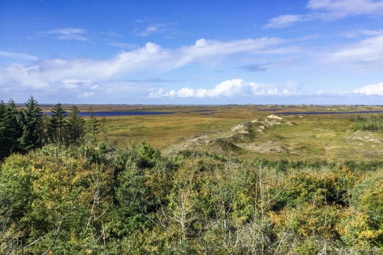 Thyn kansallispuiston metsämaisemaa Tanskassa.