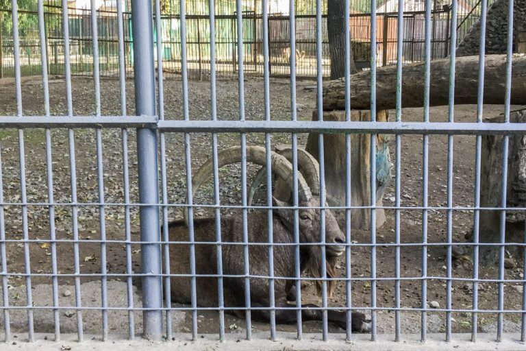 Isosarvinen villivuohi eläintarhan aitauksessa.