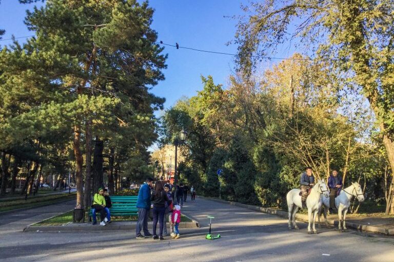 Puistotie, jonka oikeassa laidassa kaksi valkoista hevosta.