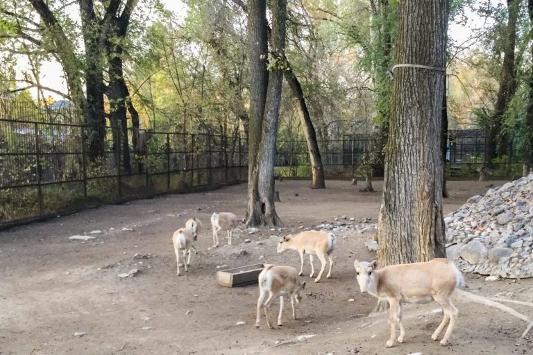 Eläintarhan saiga-antilooppeja Almatyssa.