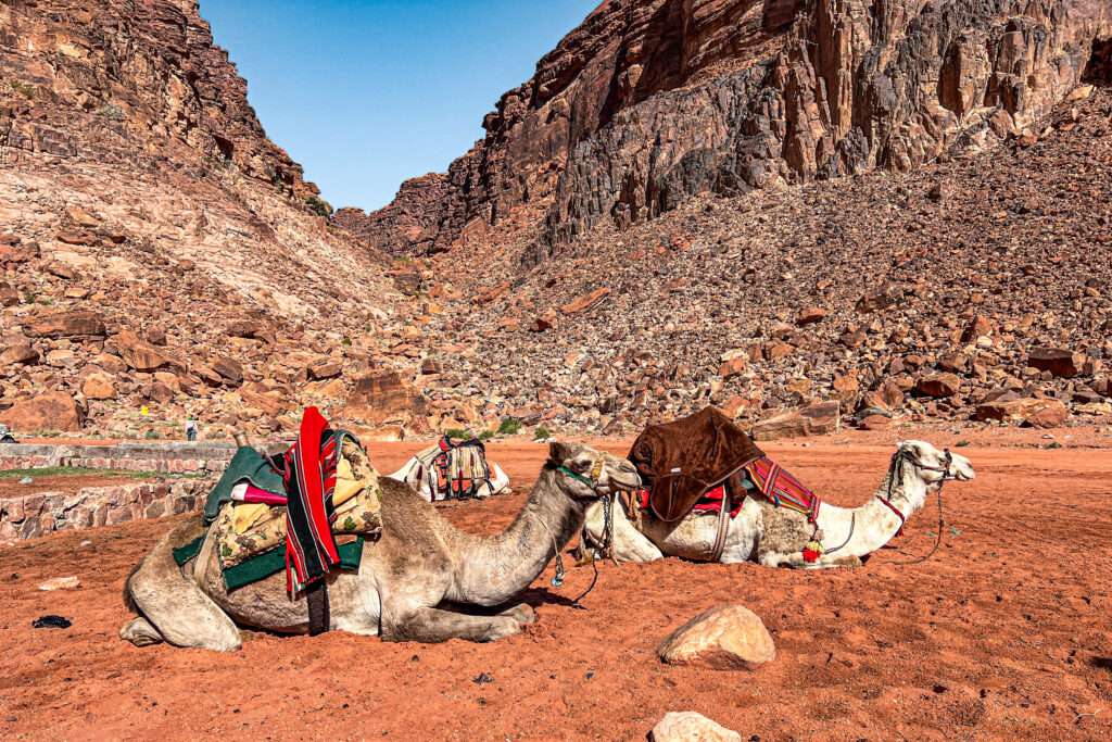 Retken lopussa pääsimme tutustumaan kamelileiriin.